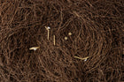 Entangled Stud Earrings 5mm Pair